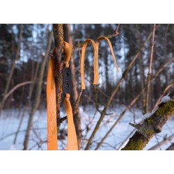 TheraBand Gold Flachgummi trapezförmig | 25/18mm | 25cm